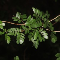 Thailentadopsis nitida (Vahl) G.P.Lewis & Schrire